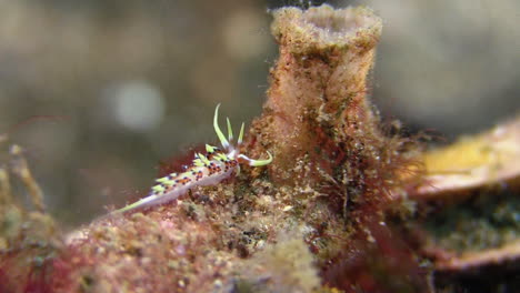 Nudibranquio-Muy-Pequeño-Llamado-Phidiana-Indica-Alimentándose-De-Una-Esponja