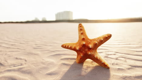 starfish on the sity beach