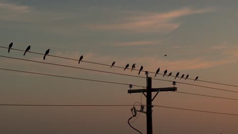 Birds-sit-on-a-wire-in-the-Texas-blue-hour-as-fly-in-and-fly-away