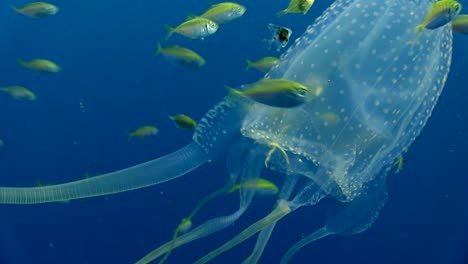 box jellyfish at koh tao-8