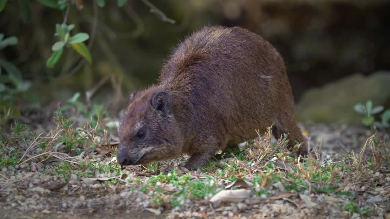 hyrax de roca - procavia capensis también dassie, cape hyrax, conejo de roca o coney, mamífero terrestre nativo de áfrica y el medio oriente, orden hyracoidea género procavia. comer y proteger en las rocas