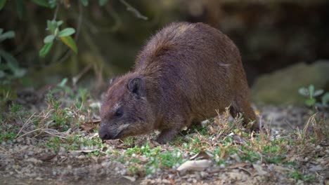 rock hyrax - procavia capensis also dassie, cape hyrax, rock rabbit or coney, terrestrial mammal native to africa and the middle east, order hyracoidea genus procavia. eating and guarding on rocks