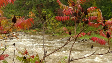 Río-Que-Fluye-A-Través-Del-Follaje-De-Otoño-En-Ontario