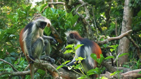 red colobus monkey couple of zanzibar africa chilling, sratching, observing in the trees on clear sunny day in dense tropical forest