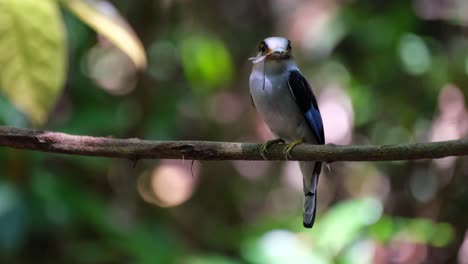 A-Dragonfly-in-the-mouth-while-perched-on-a-vine-swinging-with-some-wind-waiting-to-deliver-to-its-nestlings,-Silver-breasted-Broadbill,-Serilophus-lunatus,-Kaeng-Krachan-national-Park,-Thailand