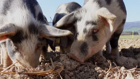 group of sweet pigs with black dots eating hay in soil during sunny day on agricultural farm