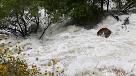 furioso río kern fuera de la carretera 178 después de una inundación increíble y fuertes lluvias con margarita amarilla en primer plano