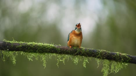 a kingfisher bird eats a small fish while sitting on a mossy branch