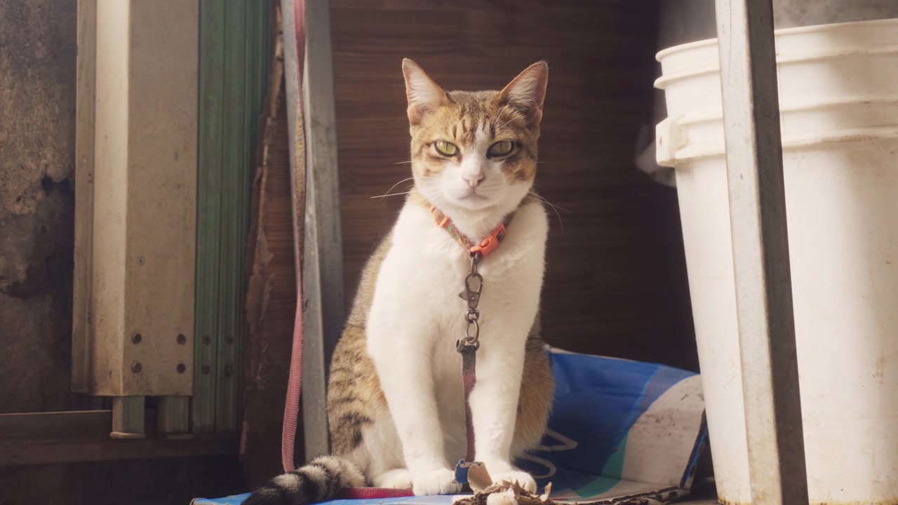 Divertente gatto tigrato e bianco che fissa intensamente la telecamera. Primo piano di uno sguardo felino scontroso ma curioso mentre è seduto in un'area di stoccaggio con un collare a campanella arancione.