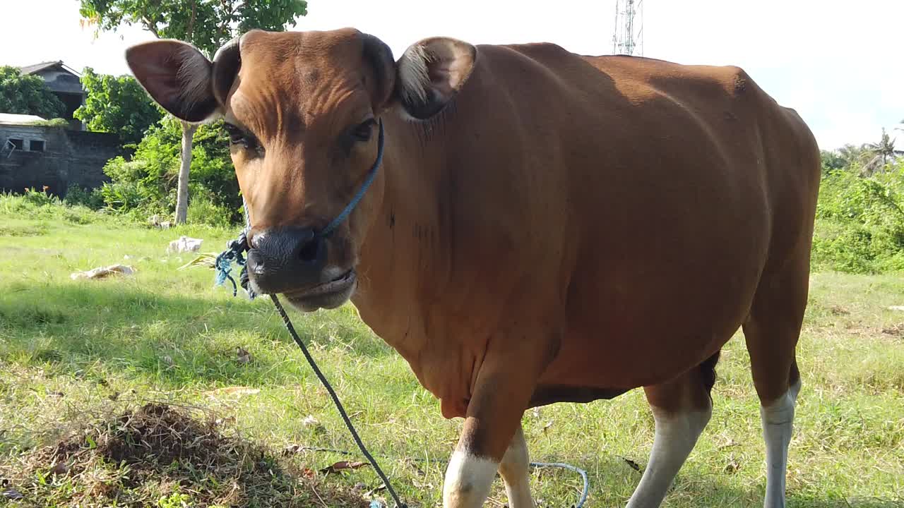 Cute Cow Chews Grass in Slow Motion, Close Up Shot in Green Outdoors Landscape, Bali Indonesia, Staring Face