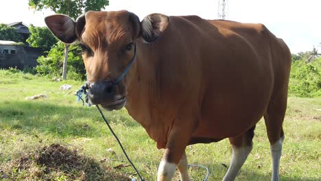 Cute-Cow-Chews-Grass-in-Slow-Motion,-Close-Up-Shot-in-Green-Outdoors-Landscape,-Bali-Indonesia,-Staring-Face