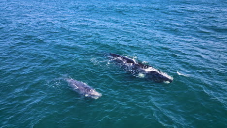 Brindled-calf-hanging-out-with-its-Southern-Right-whale-mom,-overhead-view