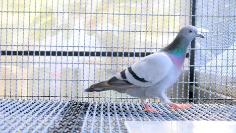 homing pigeon bird in cage