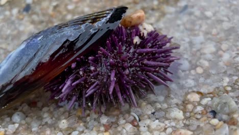 un erizo de mar morado escondido bajo una concha de mejillón vacía