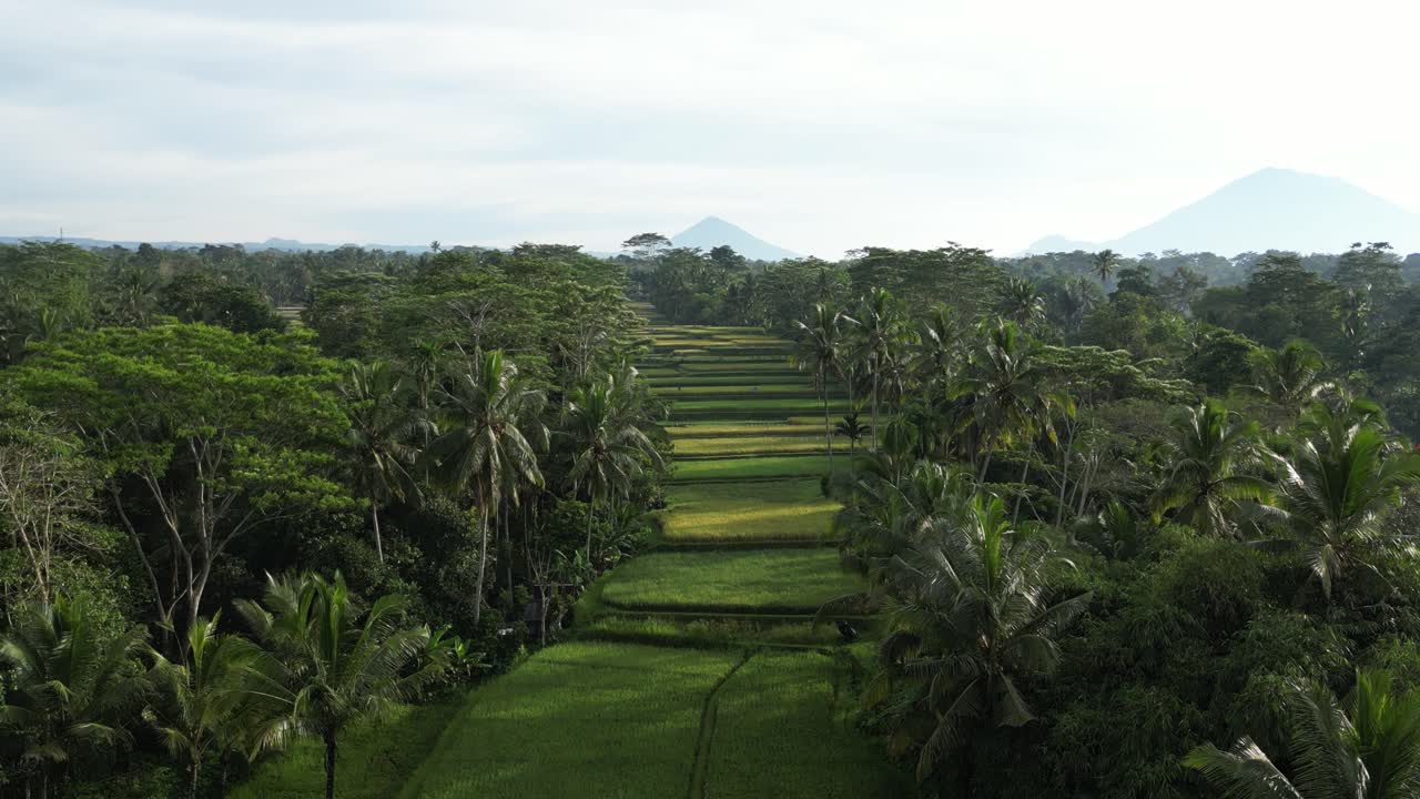 terrazas de arroz en el este de bali en una hermosa mañana con árboles de coco en los alrededores, aérea
