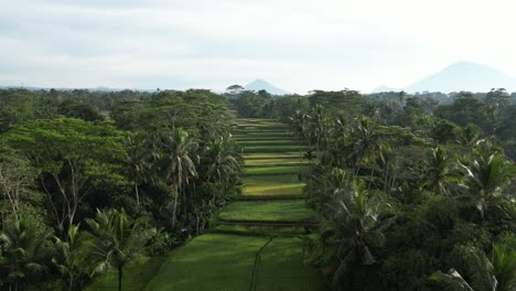 Terrazas-De-Arroz-En-El-Este-De-Bali-En-Una-Hermosa-Mañana-Con-Cocoteros-En-Los-Alrededores,-Aérea