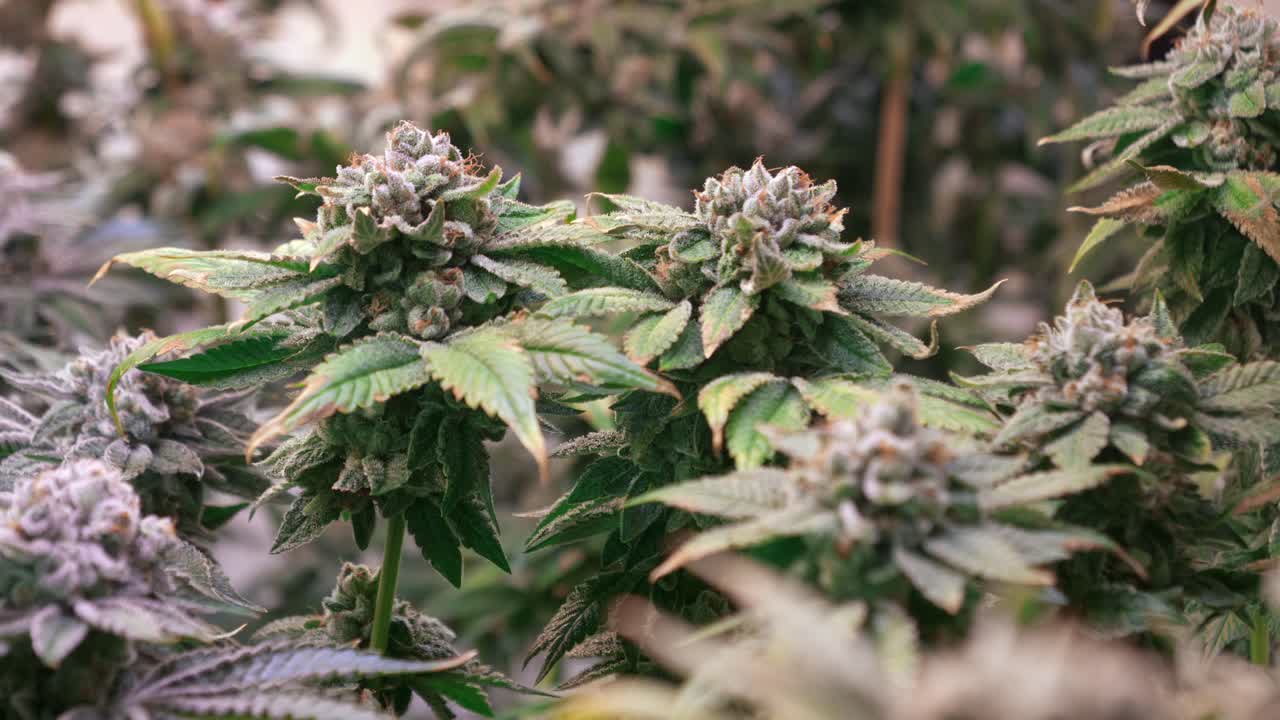 개화 단계에서 성장 텐트에서 자라는 대마초 식물의 샷