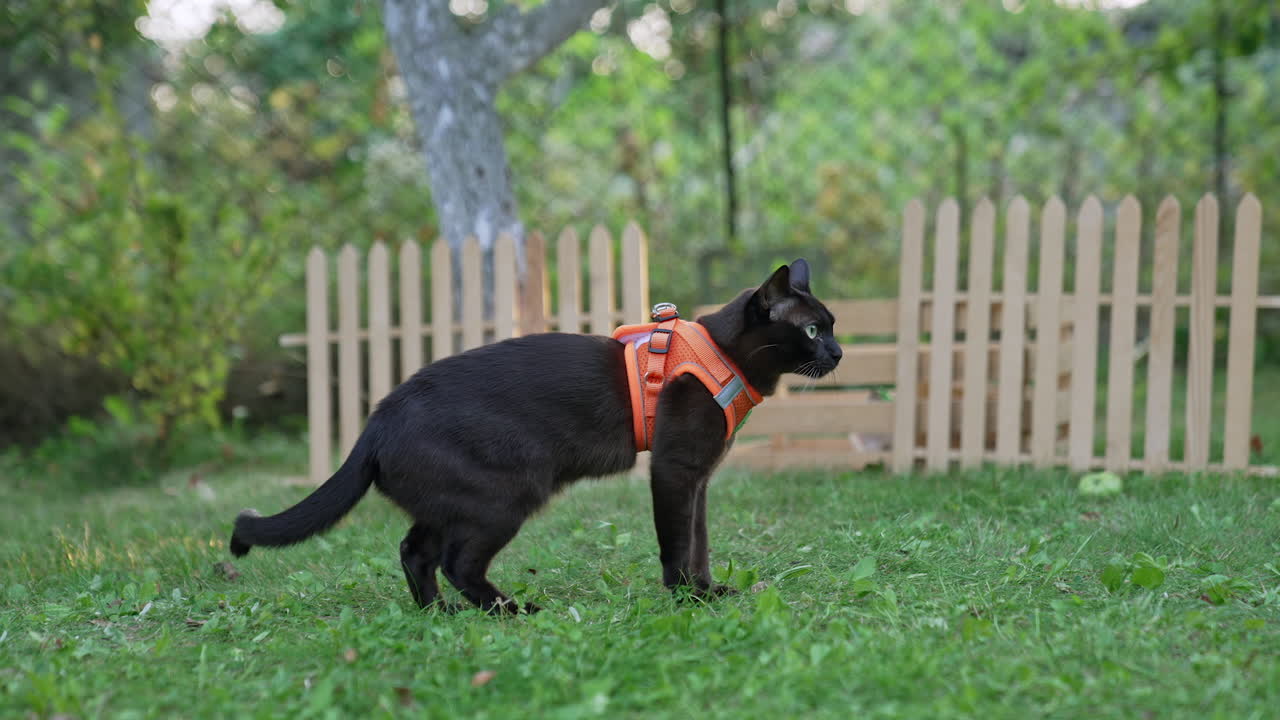 Domestic feline wearing orange harness. Cute black cat standing in the garden. Blurred backdrop.