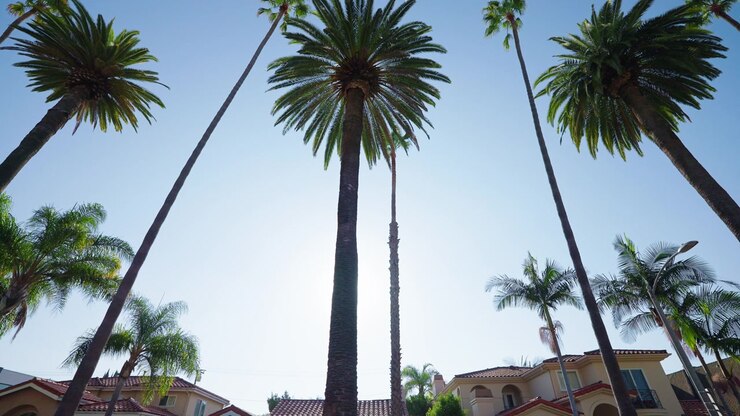 Iconiche palme di Beverly Hills che si ergono sopra un quartiere di lusso