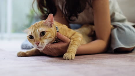 woman petting a cat