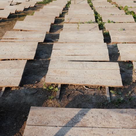 snail farm with wooden canopies to protect against the sun and heat 1