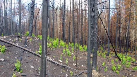 Plantas-Jóvenes-Que-Brotan-En-El-Suelo-Del-Bosque-A-Través-De-árboles-Carbonizados.