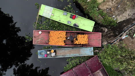 Tiro-De-Drone-De-Campesino-Arreglar-Las-Flores-En-El-Barco-En-Xochimilco,-México