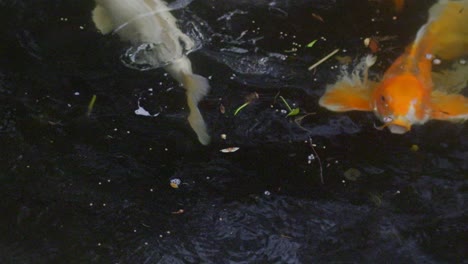 Goldener-Fisch,-Der-Am-Kleinen-Teich-Schwimmt