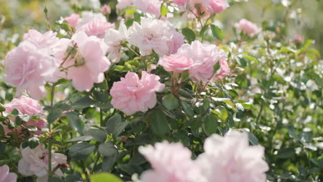 handheld shot of backlit pink english garden roses