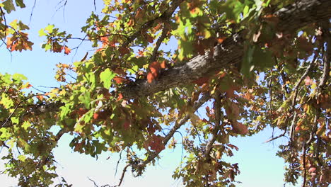 rama de árbol hojas cambiando de color