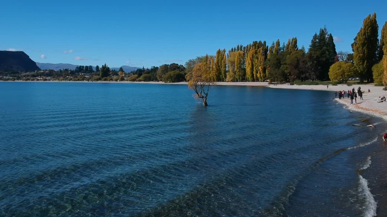 árbol wanaka disparo de drone árbol solitario