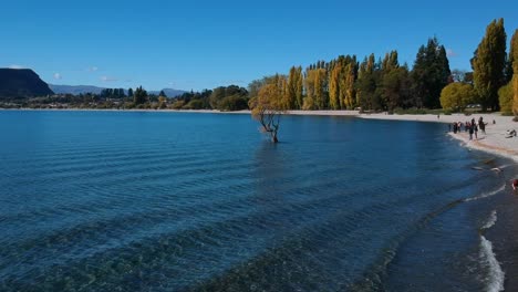 wanaka tree drone shot lonely tree