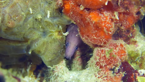 Moray-eel-underwater-at-the-bottom-of-the-sea