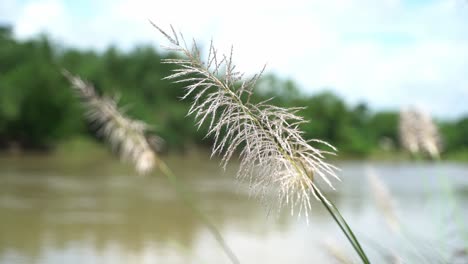 Autumn-flowers-are-blooming-on-the-banks-of-the-river