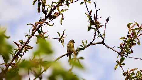 beautiful greenfinch on a tree branch on a sunny day singing