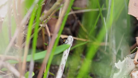 Pfauenspinne-Maratus-Clupeatus-Männchen-Vor-Der-Paarung