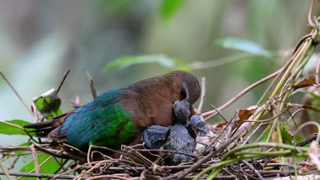 the common emerald dove is common to asian countries and it's famous for its beautiful emerald coloured feathers