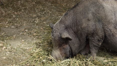 wild pig in a puddle at singapore zoo ,