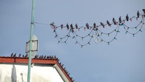 flock of dove bird stay at electric wire