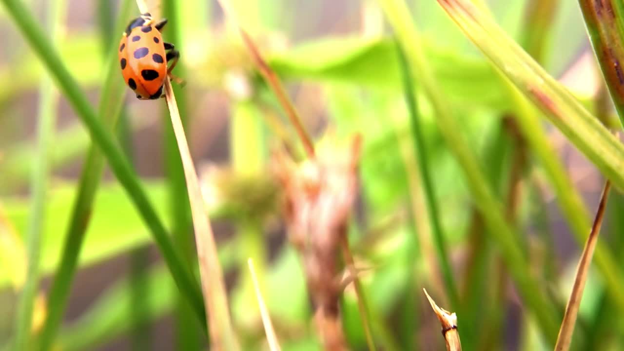 잔디 위 에 있는 여우벌레