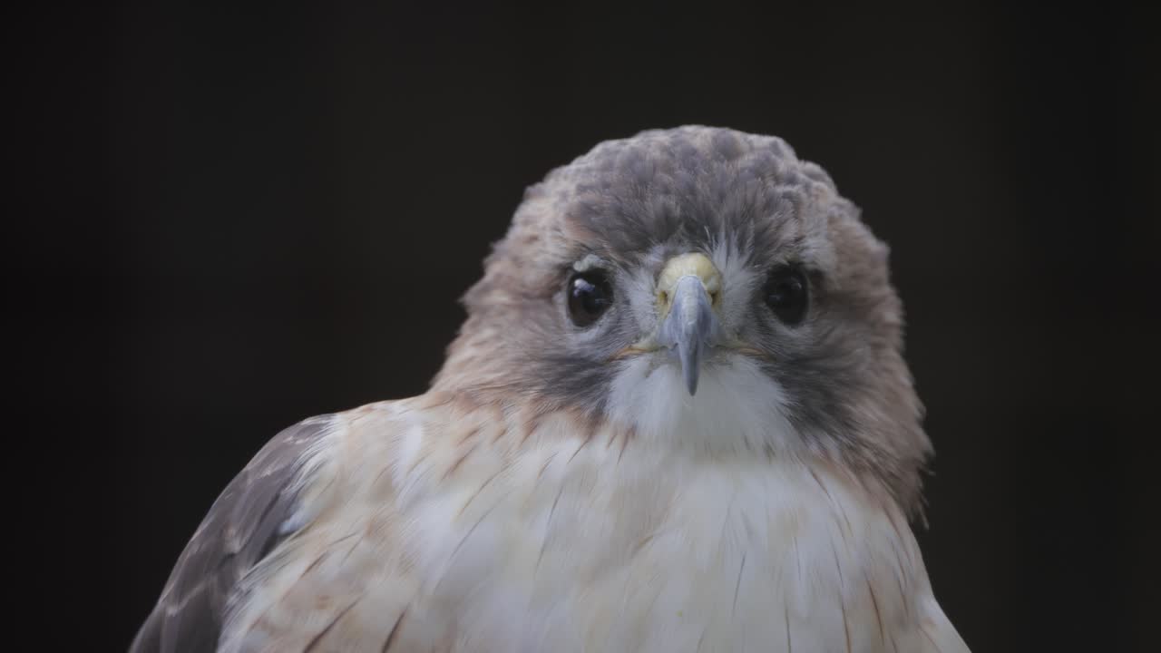 Close-up of hawk gazing intently in low light, sharp eyes locked forward with smooth feathers and neutral background
