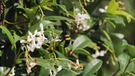 Close-up-bumble-bee-looks-for-nectar-among-white-wild-flower-blooms