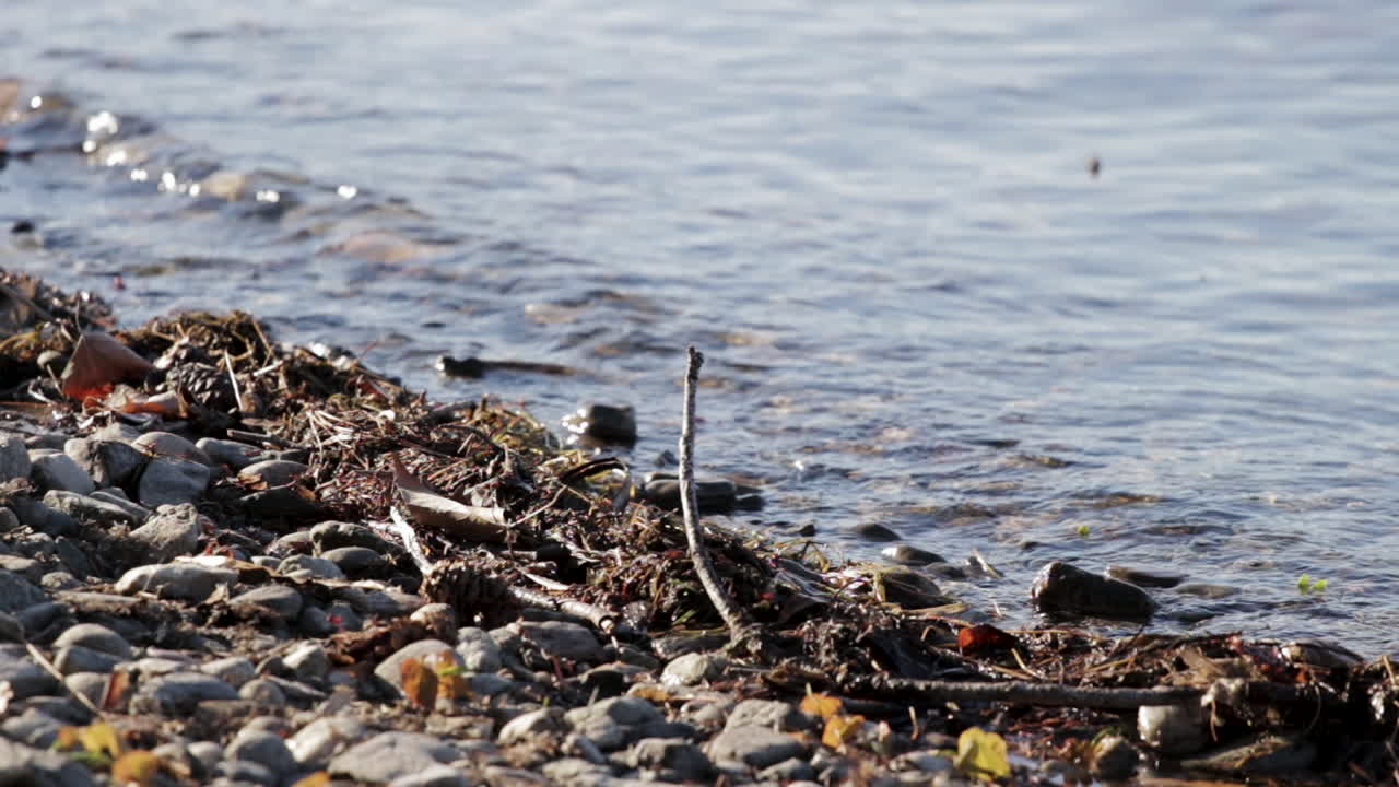 крупный план спокойных озерных волн, омывающих палки и камни на берегу пляжа