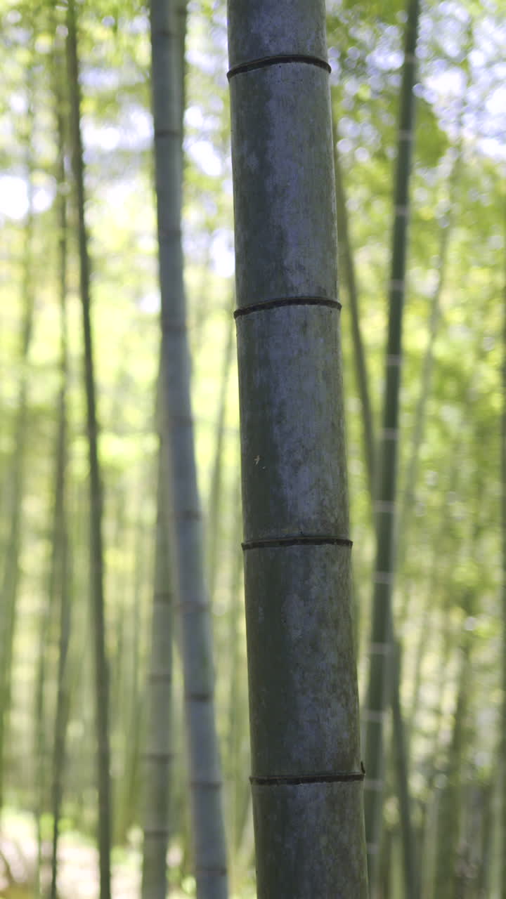 Discover the serene beauty of a lush bamboo forest during a sunny afternoon in nature's tranquil setting