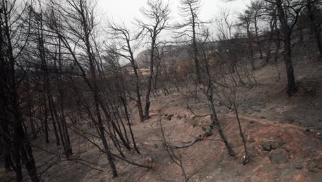 charred burnt trees remain standing on forested hillside of parnitha greece after forest fire