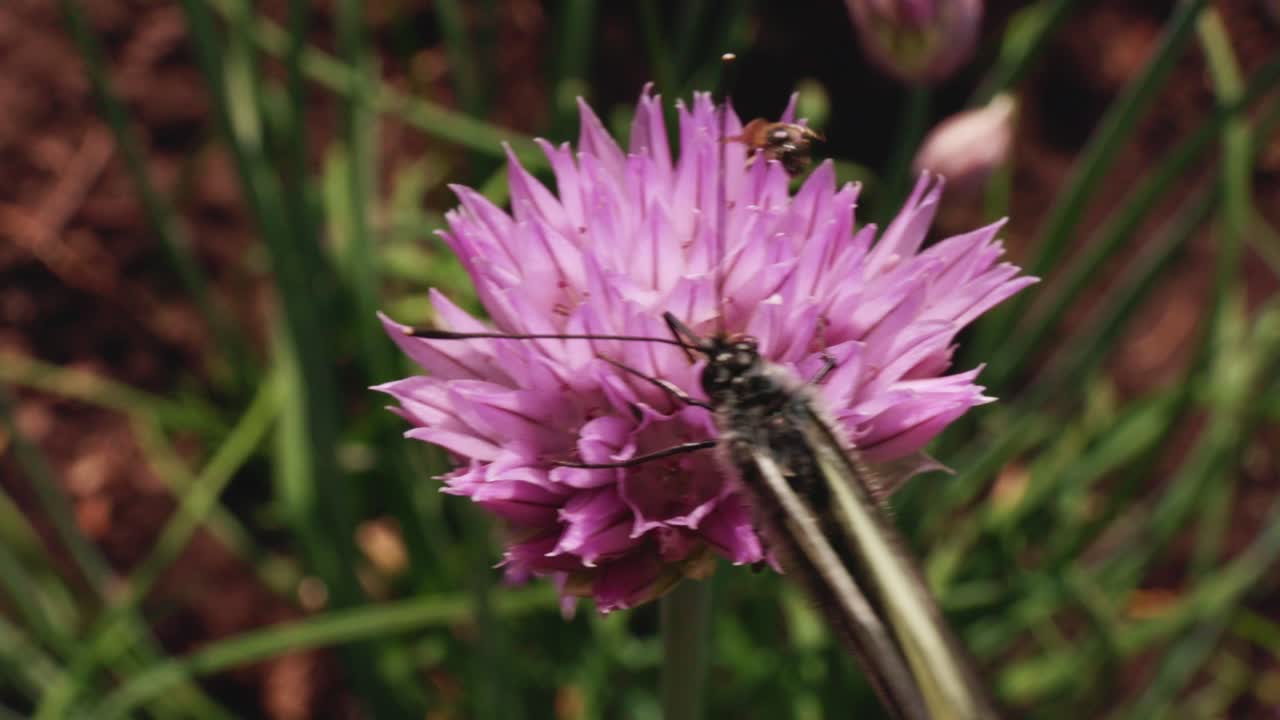 Butterfly on a Chive Flower