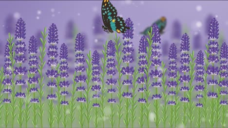 butterflies flutter gracefully over vibrant lavender fields, set against a soft purple background with gentle light effects
