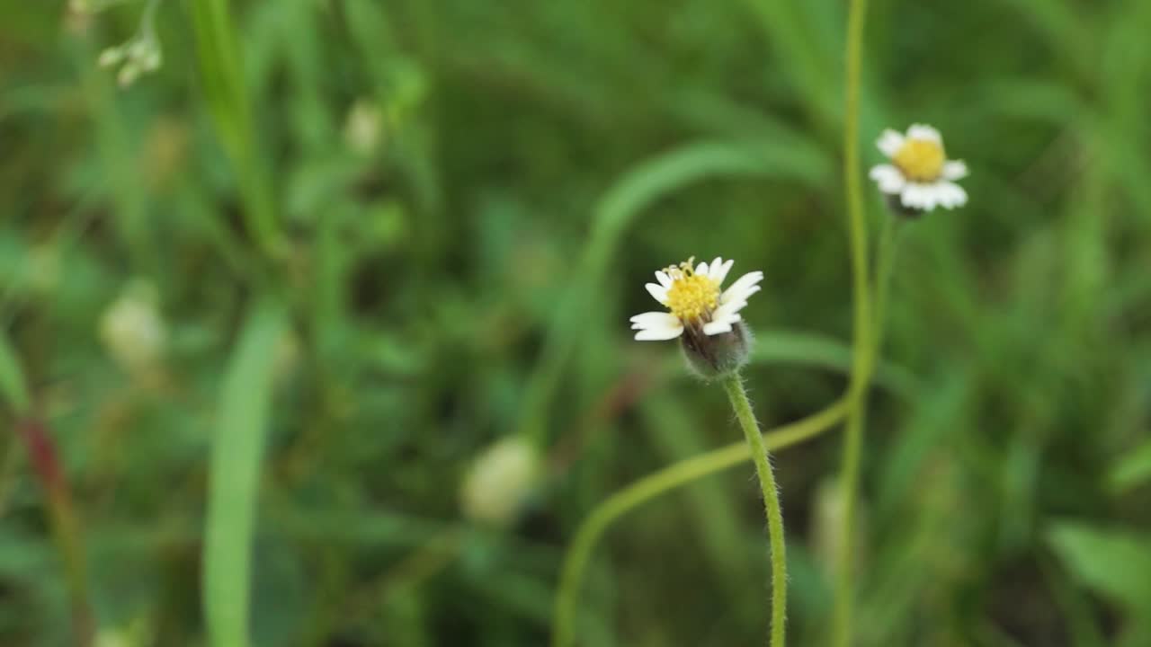 uma flor branca crescendo na grama contra a grama verde