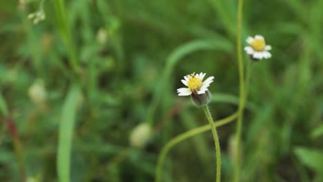 Eine-Weiße-Blume,-Die-Auf-Dem-Gras-Gegen-Das-Grüne-Gras-Wächst