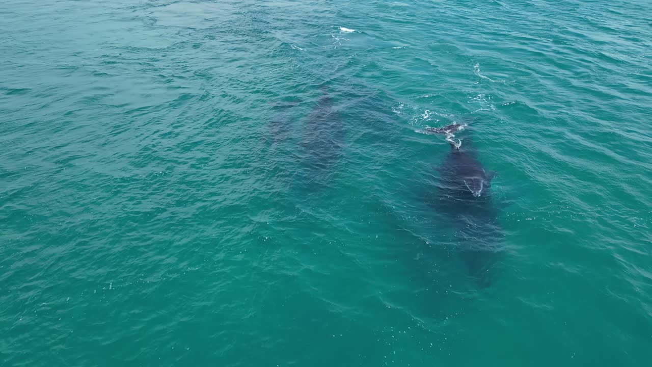 460 ballenas jorobadas nadando en el océano índico, australia